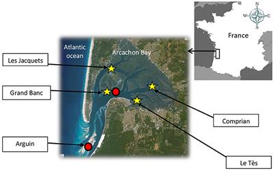 Do Temporal and Spatial Parameters or Lifestyle of the Pacific Oyster Crasssostrea gigas Affect Pollutant Bioaccumulation, Offspring Development, and Tolerance to Pollutants?